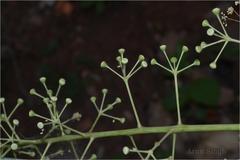 Schefflera stellata